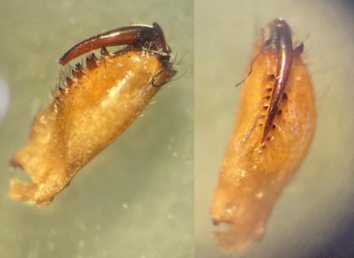 Tetragnatha montana